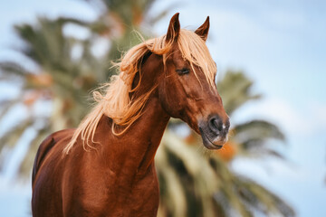 Palomino Berber horse seems to be crying, tear drips from eye  - obrazy, fototapety, plakaty
