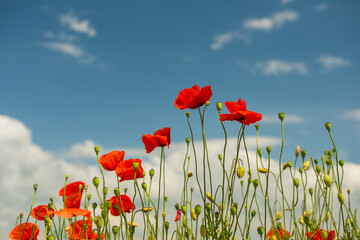 Red flowers field wild poppies against the blue sky on a sunny day