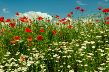 Various wildflowers and herbs on a sunny spring day against a blue sky with clouds. Scarlet poppies and yarrow in lush bloom.