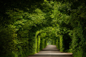 Green tunnel arch made of tree branches and a narrow deserted road.