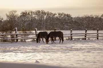 winter landscape and horses 