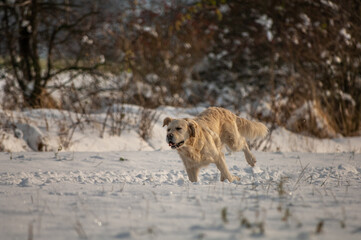 winter landscape and dog playing