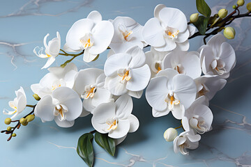 white orchids on a marble background. exotic flowers in close-up.