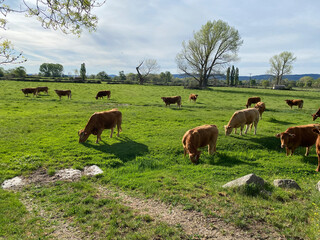 vacas pastando en piedrahita avila vacas sierra gredos