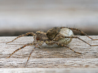 Dunkle Wolfspinne (Pardosa amentata) mit Eiersack