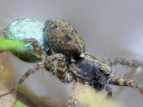 Dunkle Wolfspinne (Pardosa amentata) mit Eiersack