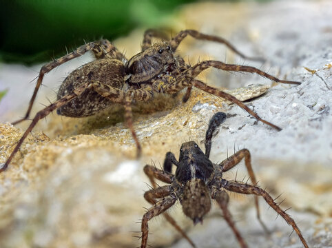 Dunkle Wolfspinnen (Pardosa amentata) beim Balztanz