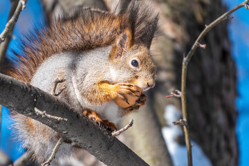 The squirrel with nut sits on tree in the winter or late autumn