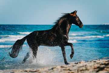 Black stallion cantering in the sea in total freedom