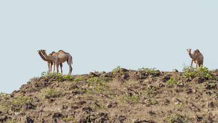 In Salalah, located in the enchanting Dhofar region of Oman, the presence of camels roaming freely contributes to the region's distinctive charm