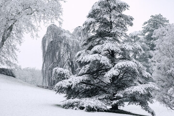 magie de la première neige 