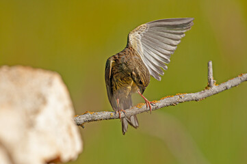 Cirl Bunting (Emberiza cirlus) on a tree branch. Blurred background.