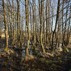 Trees in wetland