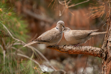 Eurasian collared pigeon (Streptopelia decaocto) courting on a branch in the forest.