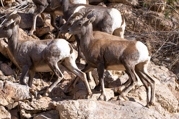 Bighorn Sheep in Northern Arizona. Located near Lake Mead, Hoover Dam on the Arizona Nevada border.