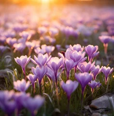  crocus flower at sunrise close up in the field © olegganko