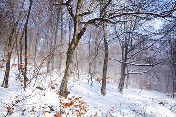 Fototapeta premium beautiful winter landscape in the forest,Armenia