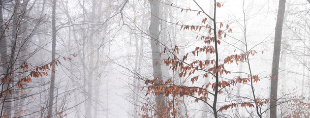 beautiful winter landscape in the forest,Armenia