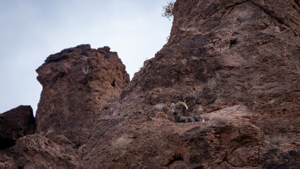 Fototapeta premium Bighorn Sheep in Northern Arizona. Located near Lake Mead, Hoover Dam on the Arizona Nevada border.