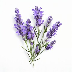 Obraz premium lavender flower isolated
