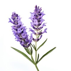 lavender flower isolated
