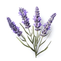 Naklejka premium lavender flower isolated
