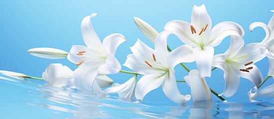 lilies of white flowers and lily grass on a bright bluewhite background,