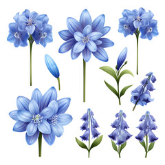 Blue scilla flowers Scilla set - obrazy, fototapety, plakaty