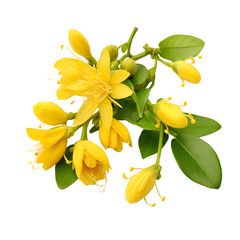 Obraz premium yellow Gagea lutea flowers