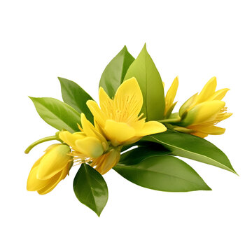 yellow Gagea lutea flowers