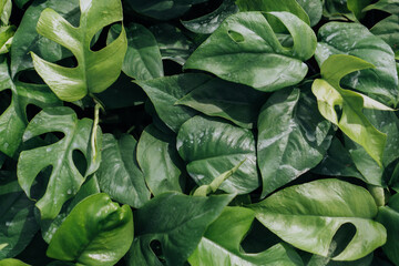 Fresh Green Plant Leaves Texture