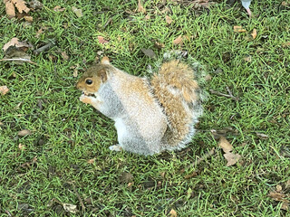 A view of a Grey Squirrel in a London Park