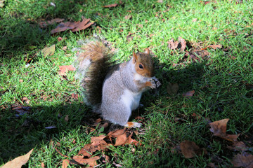 A view of a Grey Squirrel in a London Park