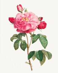 Rose Flower illustration (Rosa Gallica Aurenlianensis) - obrazy, fototapety, plakaty