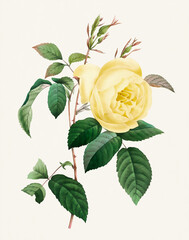 Rose Flower illustration (Rosa Indica) - obrazy, fototapety, plakaty