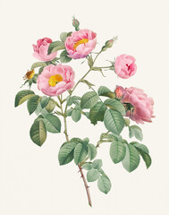 Rose Flower illustration (Rosa Mollissima) - obrazy, fototapety, plakaty