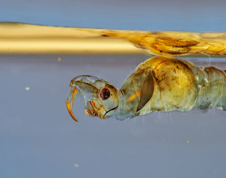 Larve der B&uuml;schelm&uuml;cke (Chaoboridae)