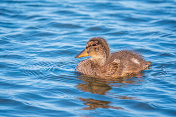 Cute little duckling swimming alone in a lake or river with calm water