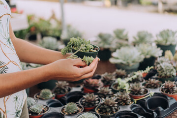 Woman Holding Potted Succulent Plant For Sale at Plant Nursery Garden Center