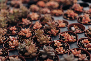Assorted Potted Succulents For Sale At Plant Nursery