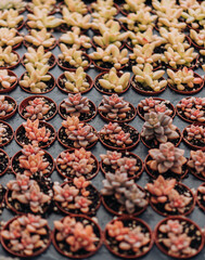 Assorted Potted Succulents For Sale At Plant Nursery