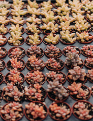Small Succulents in Plant Nursery Ready to be Sold