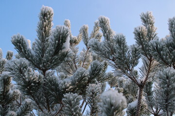 pattern of frozen pine branches in the snow