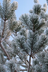 pattern of frozen pine branches in the snow