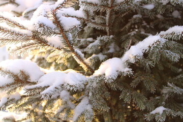 pattern of frozen spruce branches in the snow.