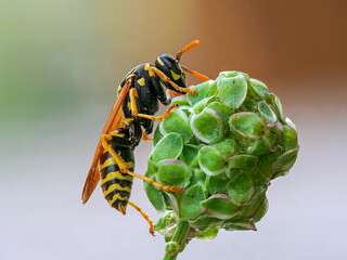 Haus-Feldwespe (Polistes dominula) auf Kleinem Wiesenknopf