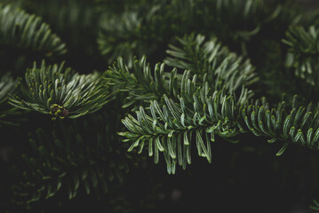 Beautiful Christmas Background with green pine tree brunch close up. December wallpaper. Natural...