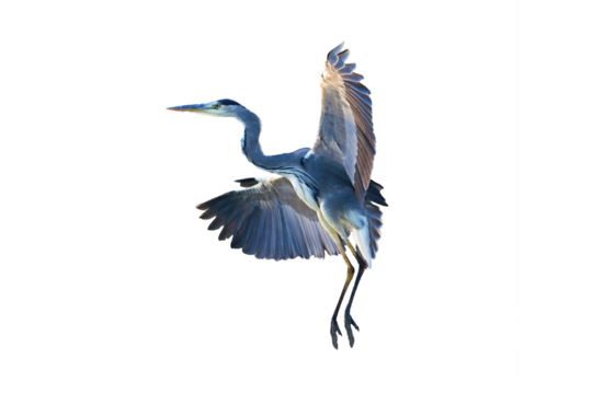 Grey heron bird in flight isolated on white background (Ardea cinerea)