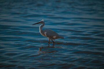 L'aigrette Garzette fait son brin de toilette.