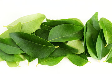 fresh indian spice green curry leaves also known in india as curry patta,sweet neem leaves,kadhi...